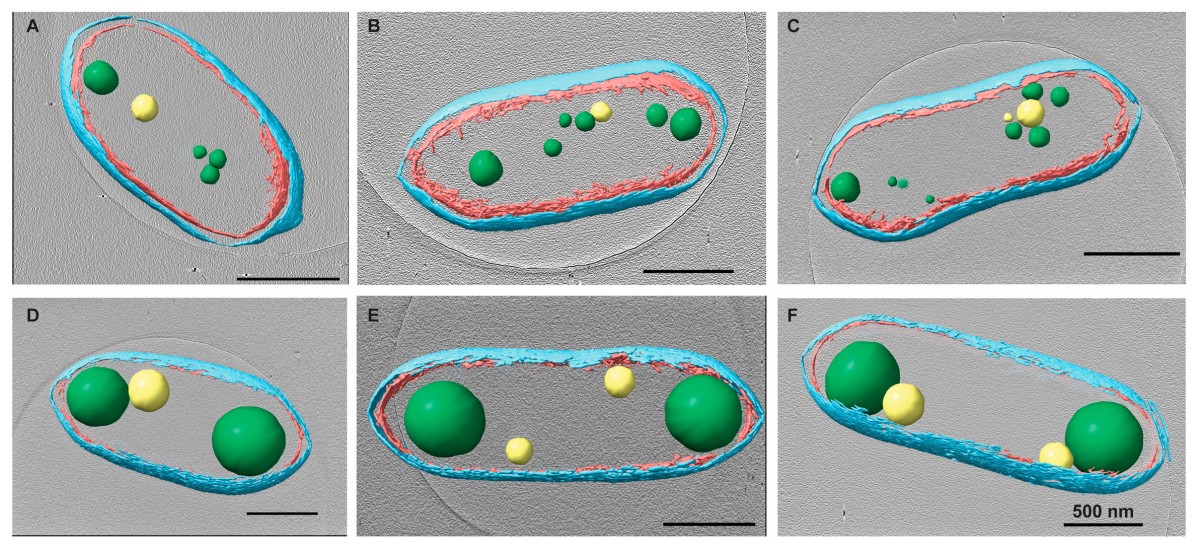 Cells are depicted in six panels with cell components tinted for clarity: cell walls are cyan and magenta. PHB granules are green and PP granules yellow. The top row of untreated cells have multiple small PHB and PP granules while the bottom row of treated cells have only one or two much larger granules arranged at the extremeties of the cell.